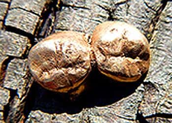 take-a-bite-out-of-detecting-1